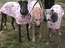Bunny Coats