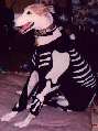 Mr Bones