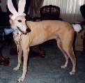 Bunny