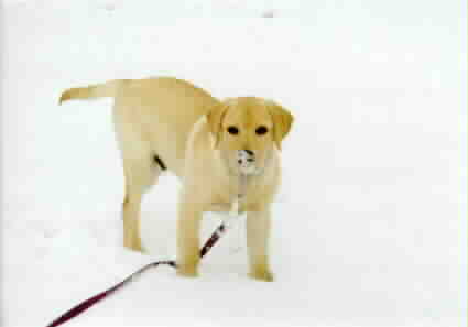 My -Snow Nose-(heheheh)