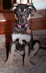 What a cute puppy!