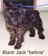 [Black Jack Before]