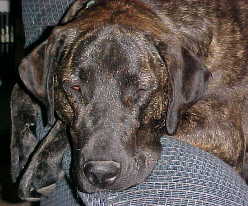 Bear asleep