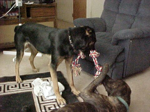 Maggie and Bear