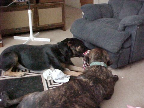 Maggie and Bear
