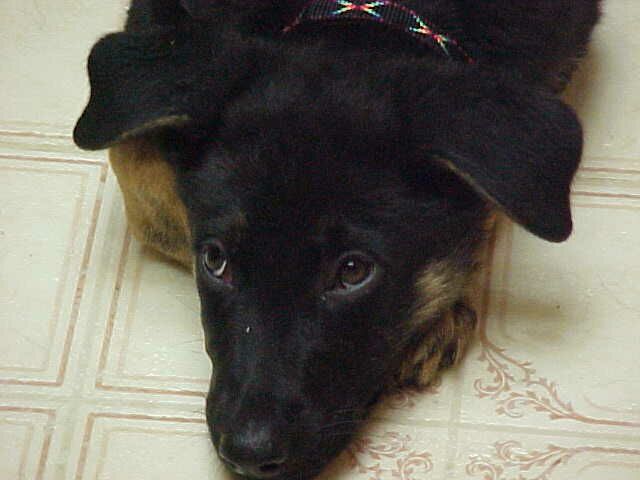 Maggie the Innocent
