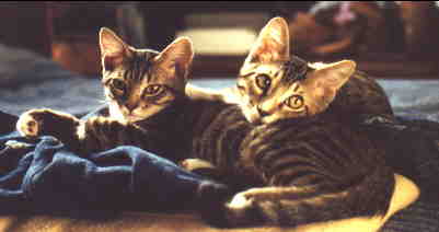 Tom and Jerry