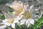 S-WHTFLOWERS.JPG (9362 bytes)