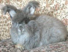 Chinchilla German Angora,Satin Angoras,angoras,french,Georgia,french angora,satin angora,giant angora,crafts,spinning,yarn,german angoras,grooming table,show table,english angoras, spinning angora, spinning wool, colors,angora care,rabbits,rabbit care,feedingall things angora,harvets wool,litter train,rabbits,wool,handmade,for sale,medicine chest,bunny,bunnies,color guide,handspun,free,soft yarn,Rural America