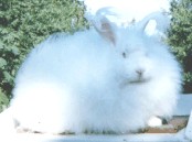 Ruby Eyed White Giant Angora,Satin Angoras,angoras,french,Georgia,french angora,satin angora,giant angora,crafts,spinning,yarn,german angoras,grooming table,show table,english angoras, spinning angora, spinning wool, colors,angora care,rabbits,rabbit care,feedingall things angora,harvets wool,litter train,rabbits,wool,handmade,for sale,medicine chest,bunny,bunnies,color guide,handspun,free,soft yarn,Rural America