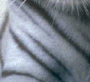 what17.gif (8692 bytes)