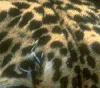 what19.gif (9046 bytes)