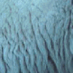 closeup 3