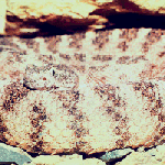 answer to closeup 1