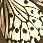 closeup 6