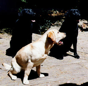 Zeke, Nitro and Hanny