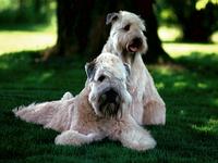 Terriers.