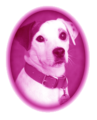 Wishbone, the Jack Russel Terrier.