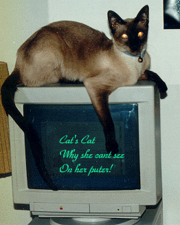 My Siamese draped over my computer