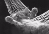 kitten in
hammock