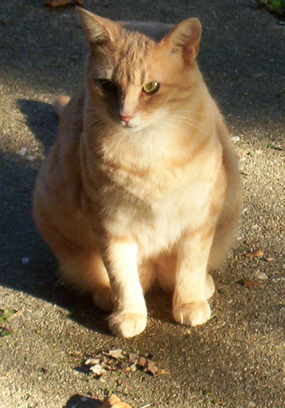 Max