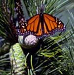 Image of Monarch Butterfly