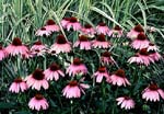 Image of Purple Cone Flowers