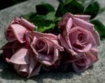 Image of Pink Roses