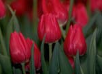 Image of Red Tulips