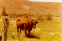 Longhorn