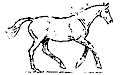 galloping.gif