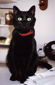Harley...one cool kitty