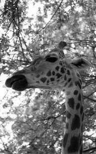 Giraffe