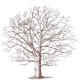 The Family Tree