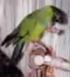 The Parrot page