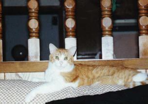Mooky on Couch