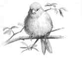 Fluffed