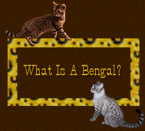 What Is A Bengal?