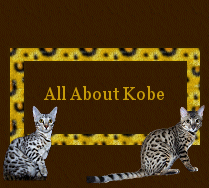 All About Kobe'  View His Photos