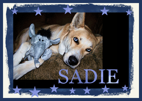 Our Rescue dog Sadie