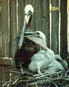 Baby Pelican