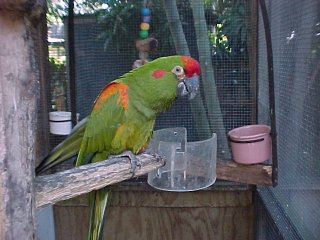 RF Macaw