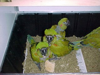 RF Macaw