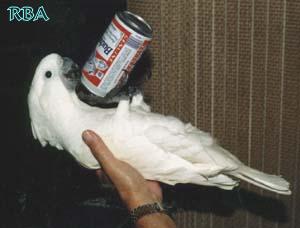 Umbrella Cockatoo