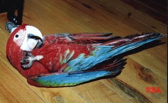 Green Wing Macaw