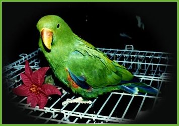 Kiwi