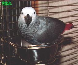 Congo Grey