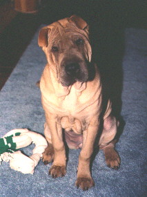 Shar-Pei