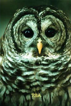 Owl