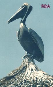 Pelican